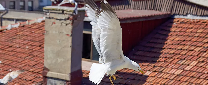 Residential Chimney Animal Removal Solution in Milton, GA
